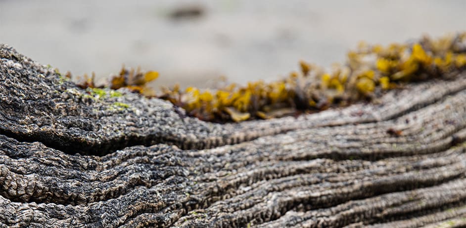 Close up of a long on the beach with moss growing on it.
